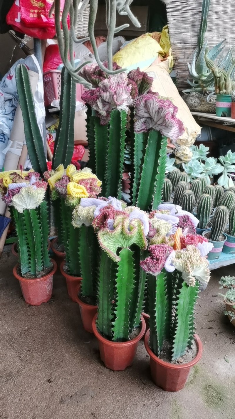 彩春风有量批发