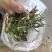 干辣椒片，青