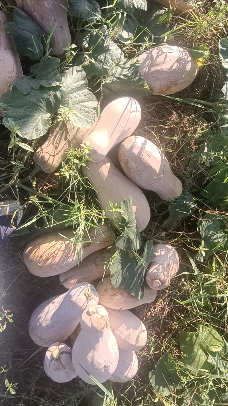 秘本南瓜，山坡种植，基地直发现货