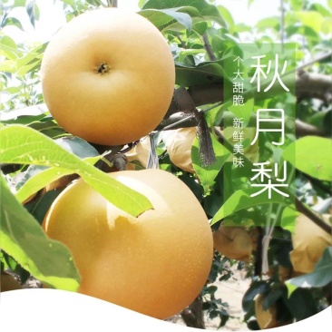烟台*莱阳核心产区*秋月梨
