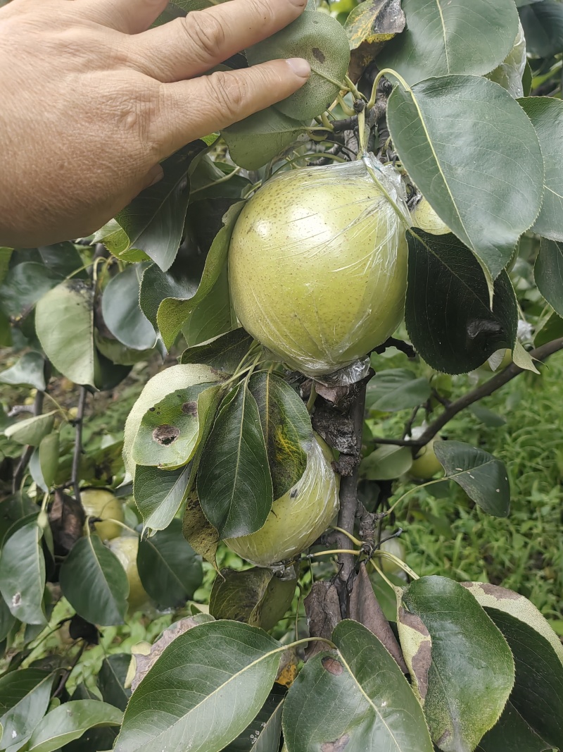 蜡纸袋膜袋皇冠梨六两起个大色好