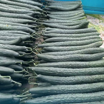 精品黄瓜大量有货