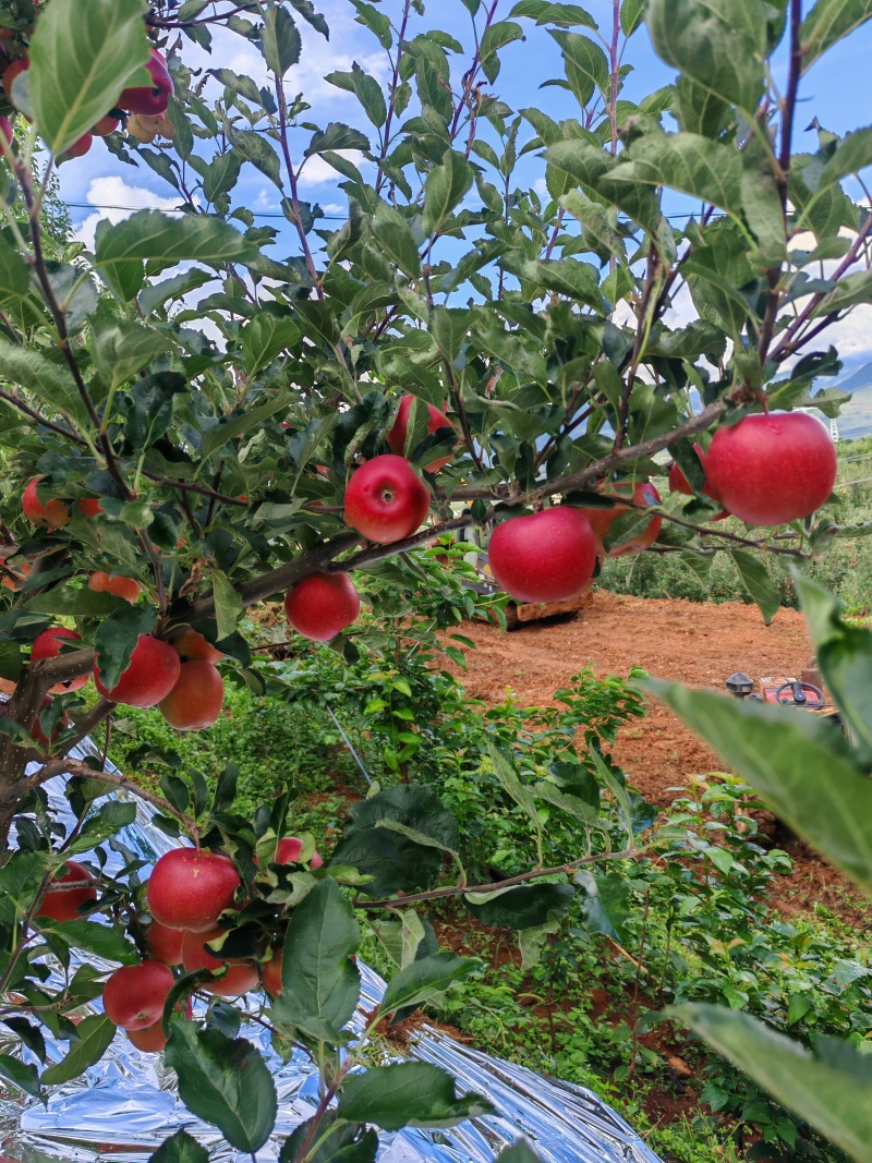 四川大凉山冰糖心苹果，已经大量上市中，需要的联系我