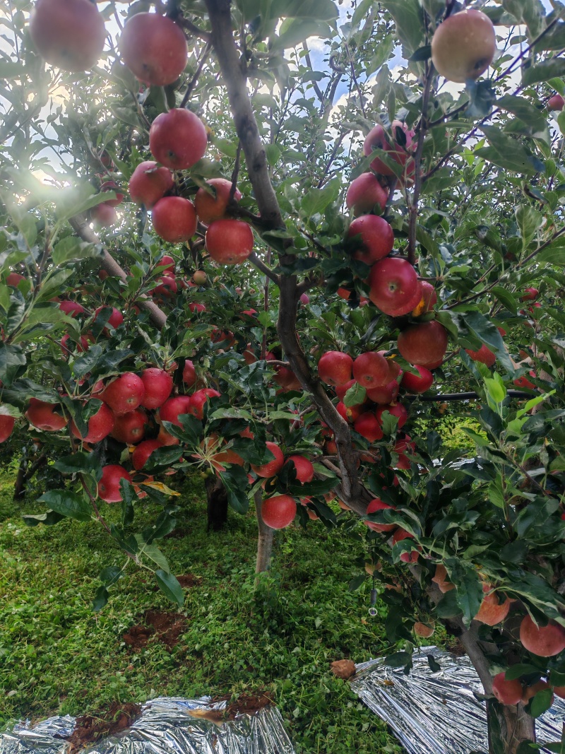 四川大凉山冰糖心苹果，已经大量上市中，需要的联系我