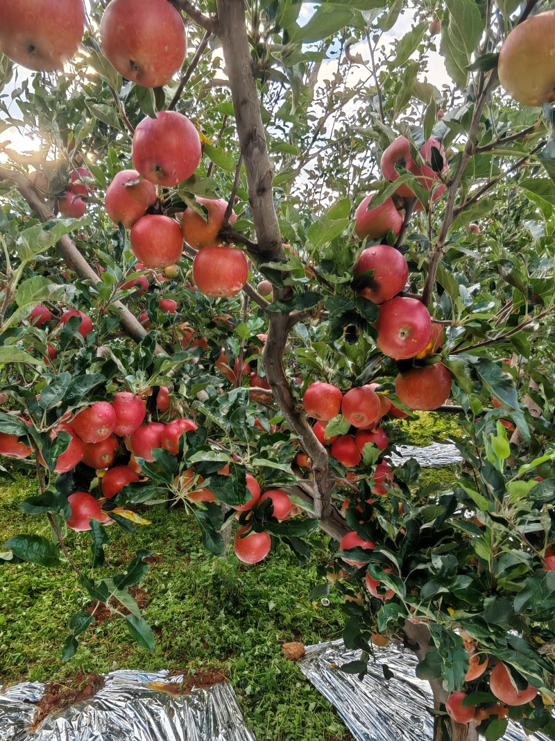 四川大凉山冰糖心苹果，已经大量上市中，需要的联系我