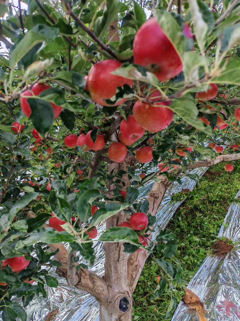 四川大凉山冰糖心苹果，已经大量上市中，需要的联系我