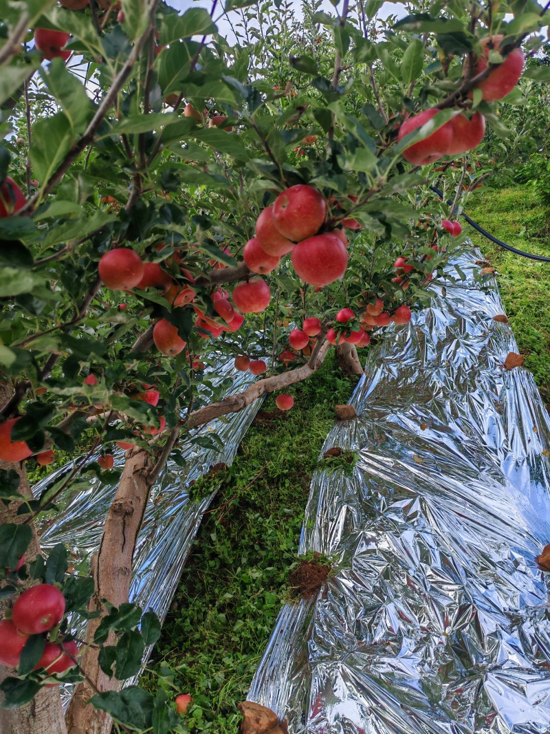 四川大凉山冰糖心苹果，已经大量上市中，需要的联系我