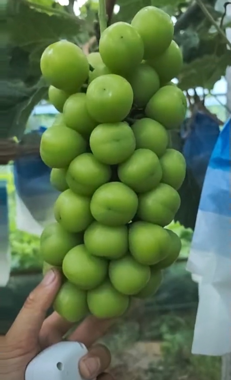 河南信阳/精品葡萄/阳光玫瑰/大量上市量多优惠欢迎来电