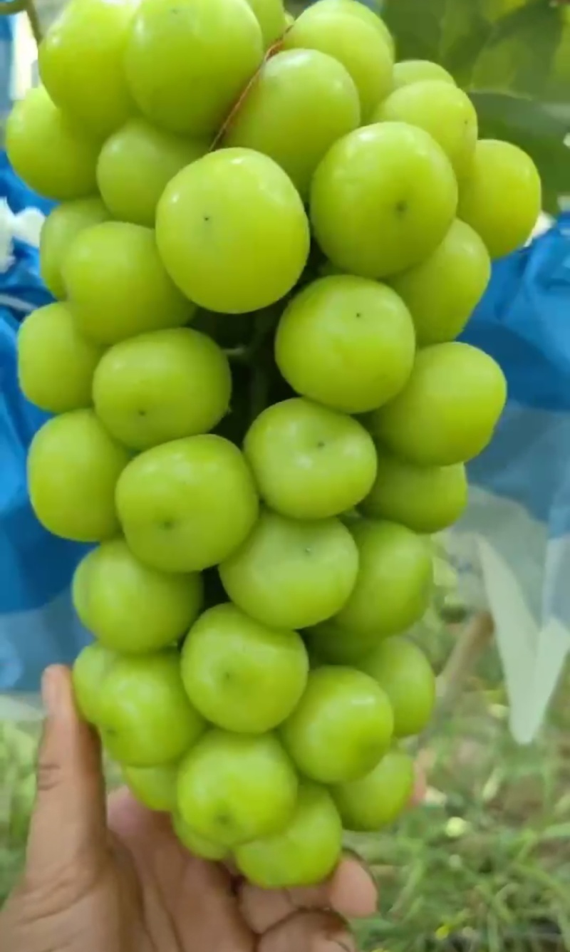 河南信阳/精品葡萄/阳光玫瑰/大量上市量多优惠欢迎来电