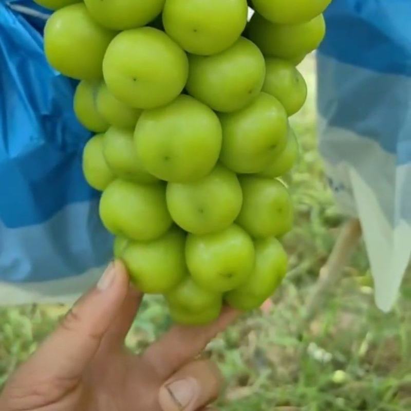 河南信阳/精品葡萄/阳光玫瑰/大量上市量多优惠欢迎来电