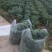 大凉山羽衣甘蓝奶茶店工厂可供货自己的基地品质优良