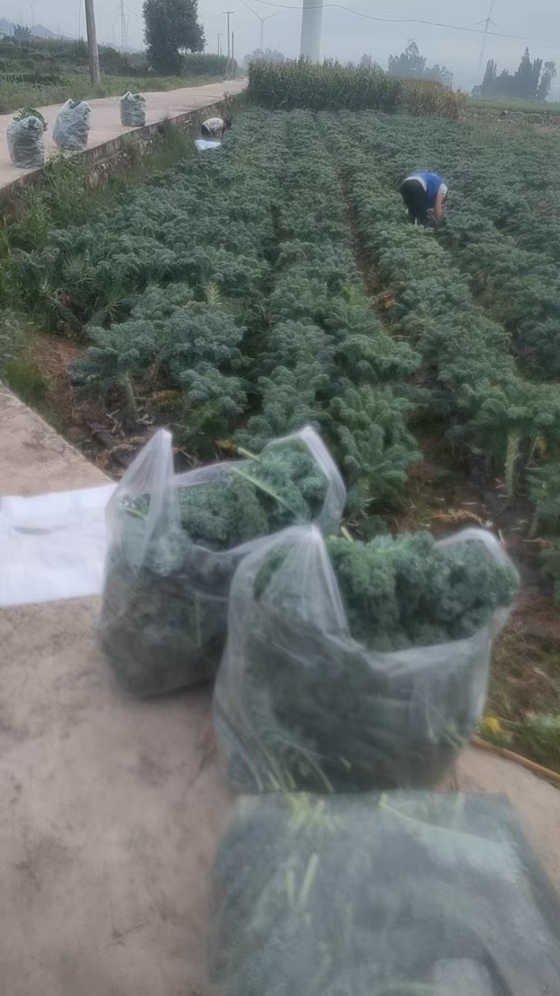 大凉山羽衣甘蓝奶茶店工厂可供货自己的基地品质优良