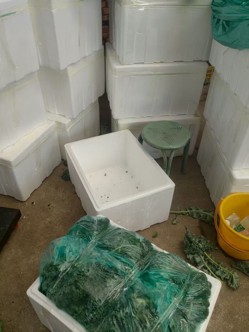 大凉山羽衣甘蓝奶茶店工厂可供货自己的基地品质优良