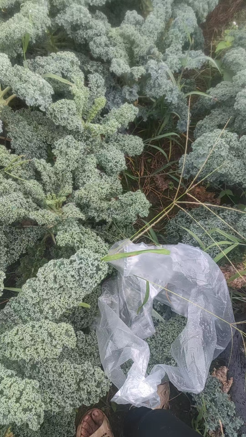 大凉山羽衣甘蓝奶茶店工厂可供货自己的基地品质优良
