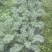大凉山羽衣甘蓝奶茶店工厂可供货自己的基地品质优良