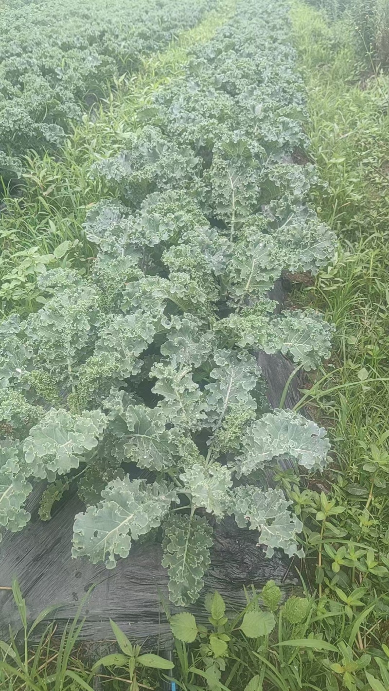 大凉山羽衣甘蓝奶茶店工厂可供货自己的基地品质优良