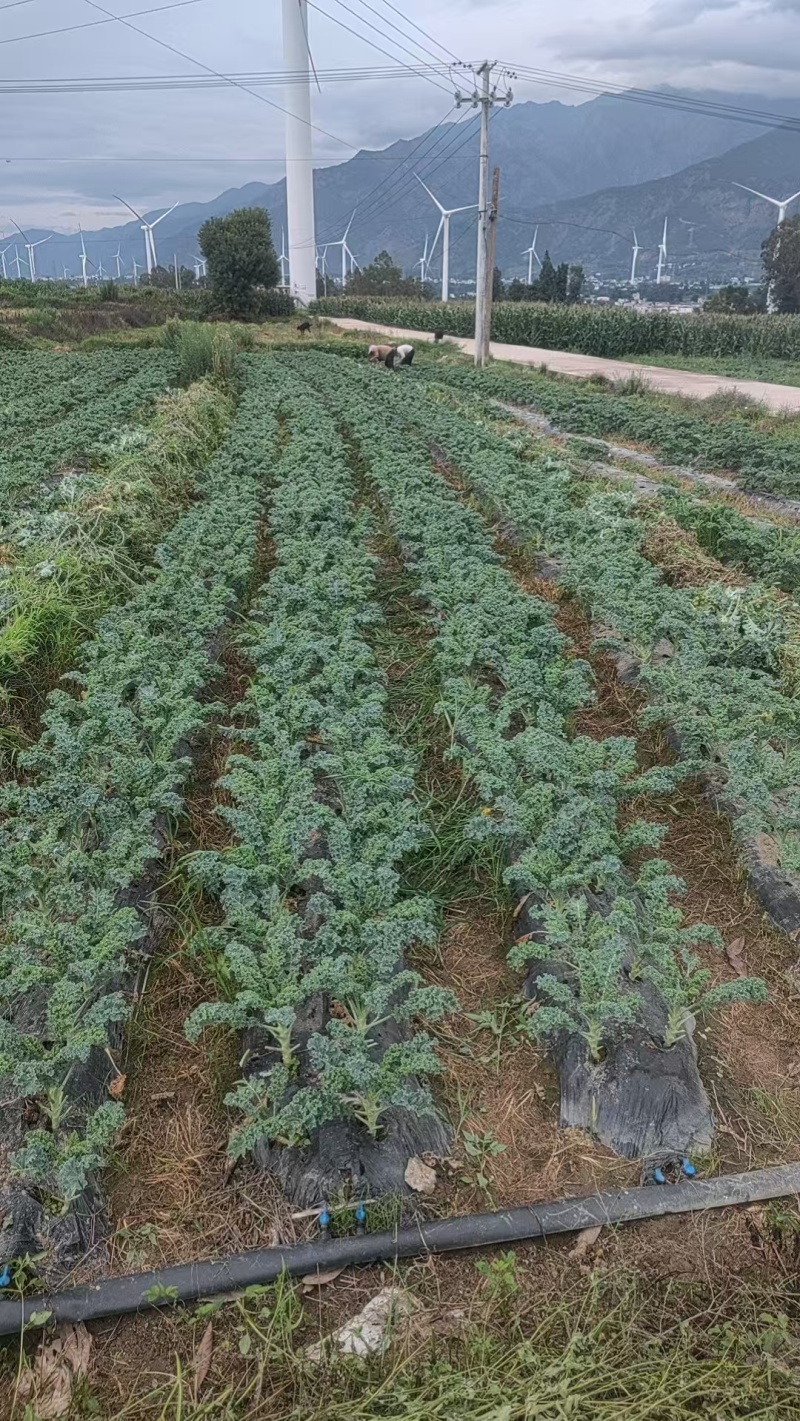 大凉山羽衣甘蓝奶茶店工厂可供货自己的基地品质优良