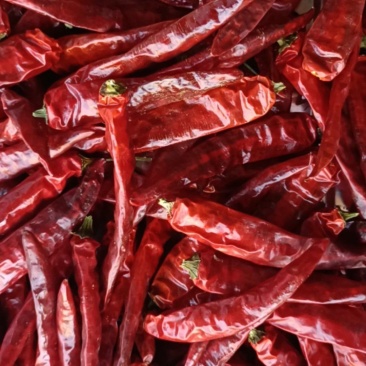 艳椒红色贵州遵义绥阳本地货，质量好，又香又辣