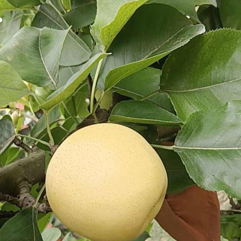黄金梨