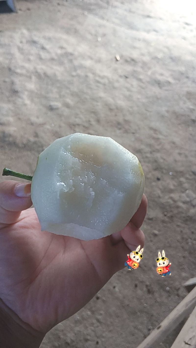 黄金梨