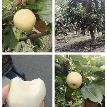 黄金梨
