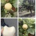黄金梨