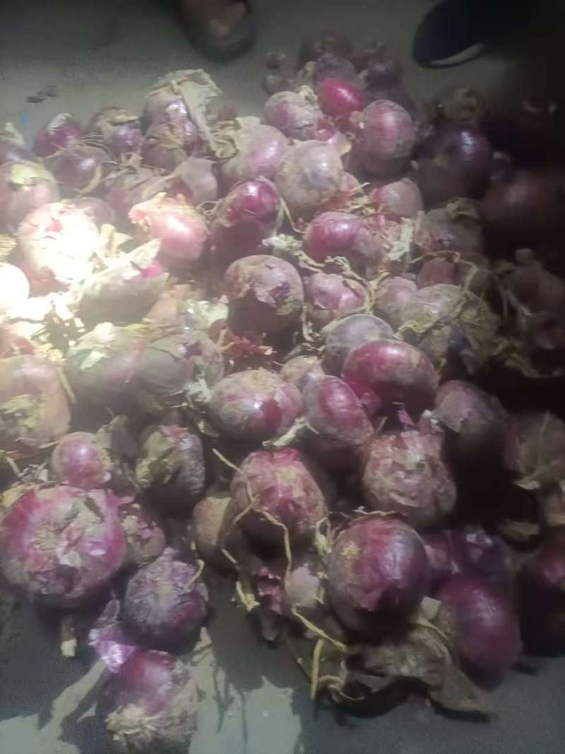 紫皮洋葱