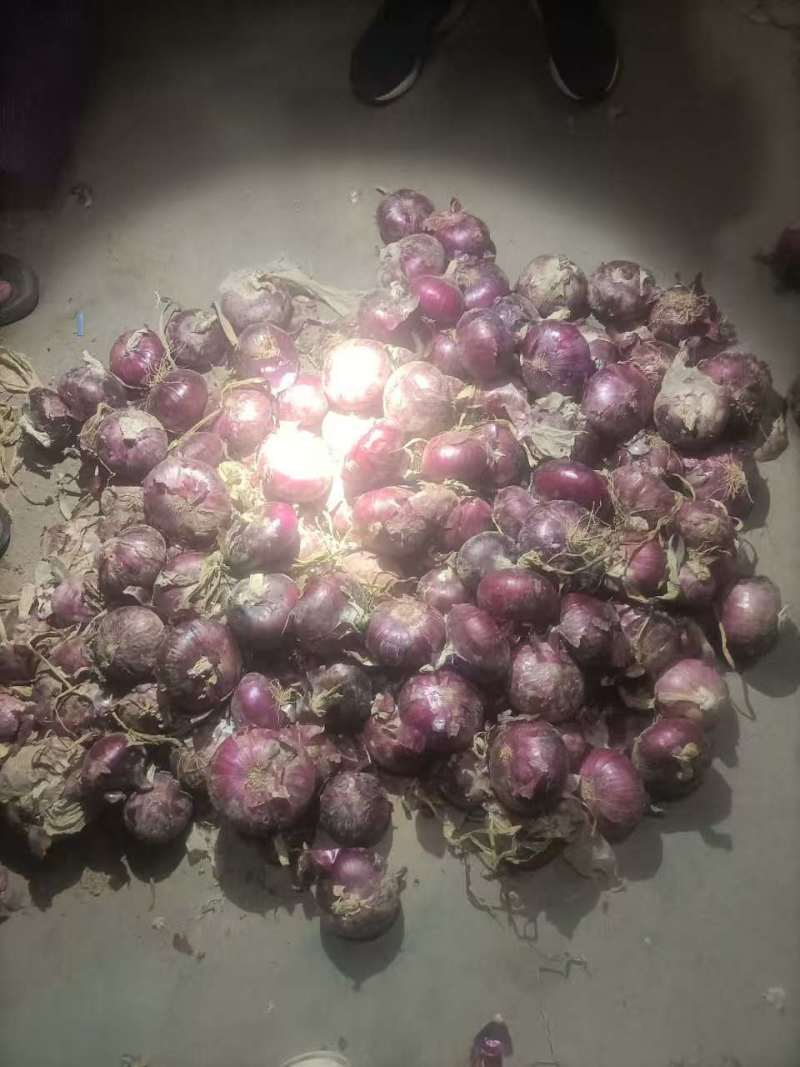 紫皮洋葱