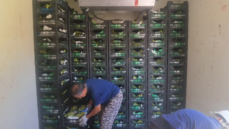 安徽阜阳阳光玫瑰葡萄欢迎您的来电