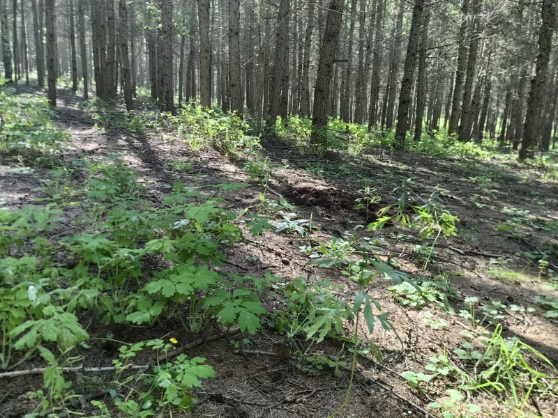 松针腐殖土