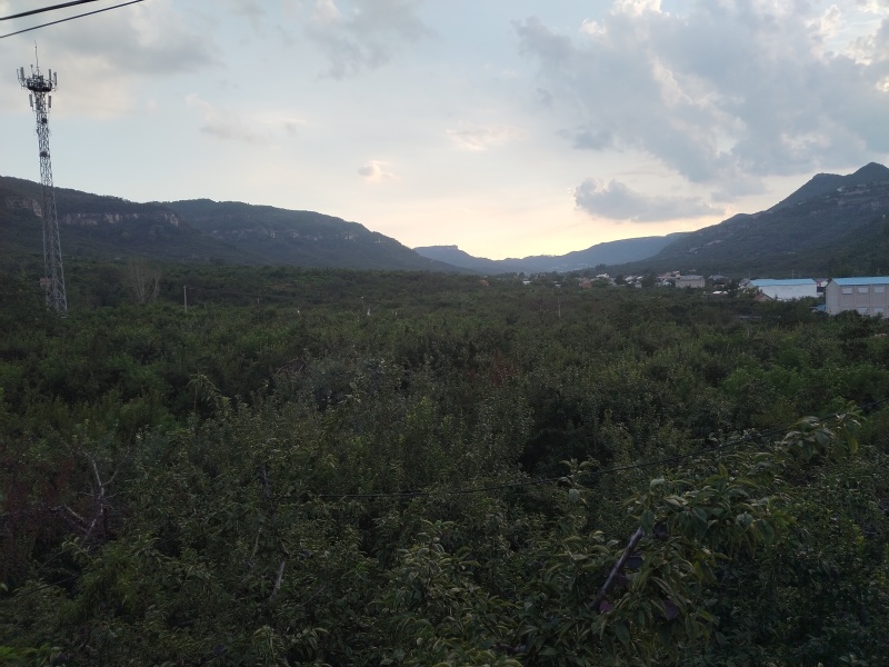 李子沂蒙山平邑万亩果园百万吨供应