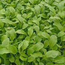 圆杆鸡毛菜种子