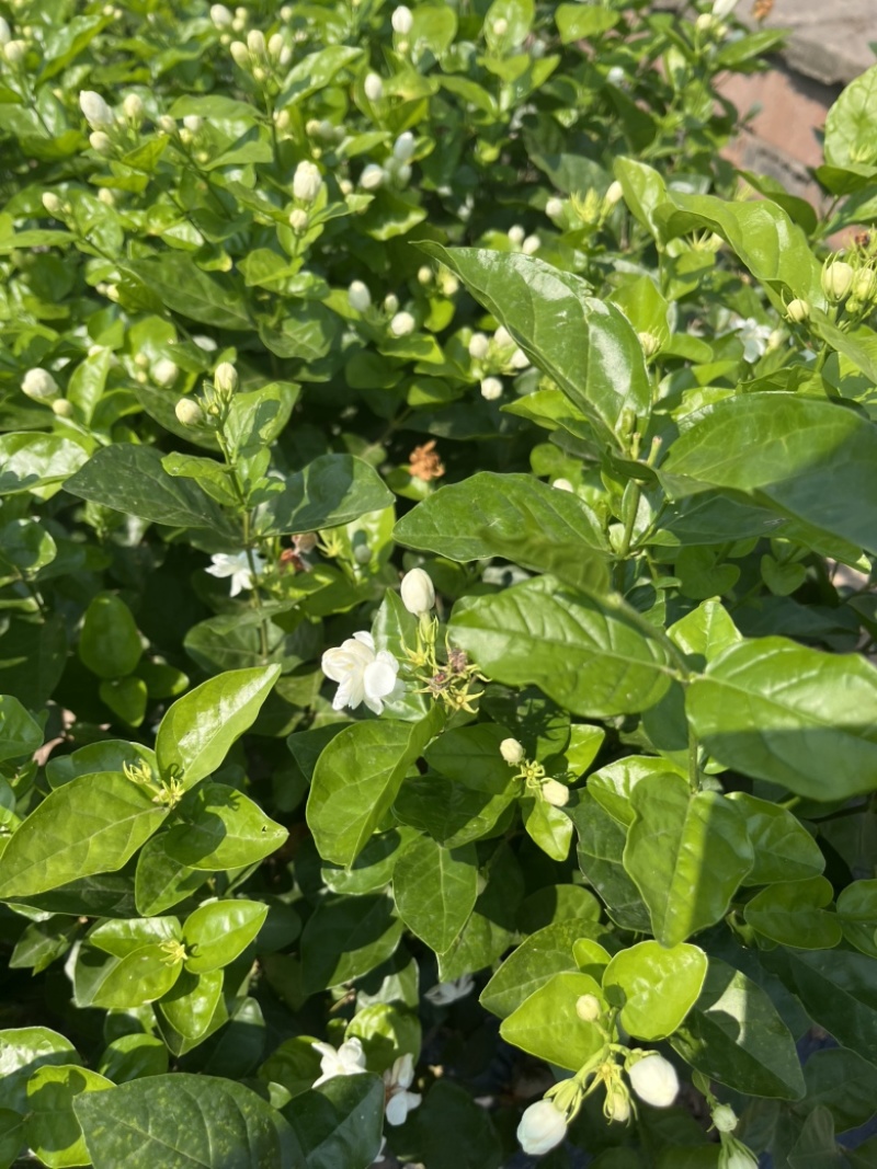 茉莉花盆栽都是自家精心栽种，有需要的老板联系我