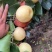 李庄黄金梨