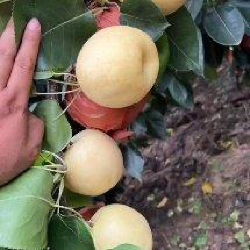 李庄黄金梨