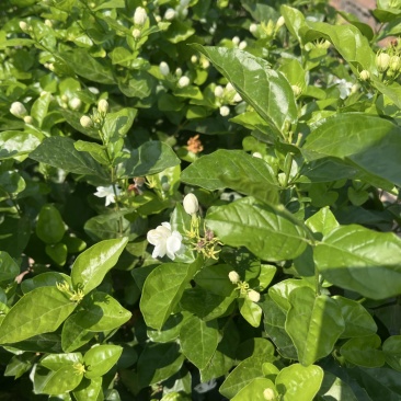 茉莉花盆栽都是自家精心栽种，有需要的老板联系我