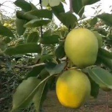 自家果园种植十亩早酥梨
