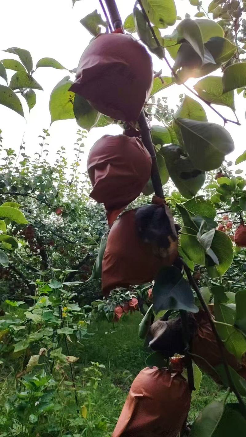 皇冠梨