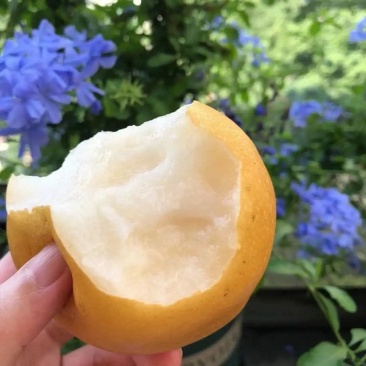 丰水梨特价销售