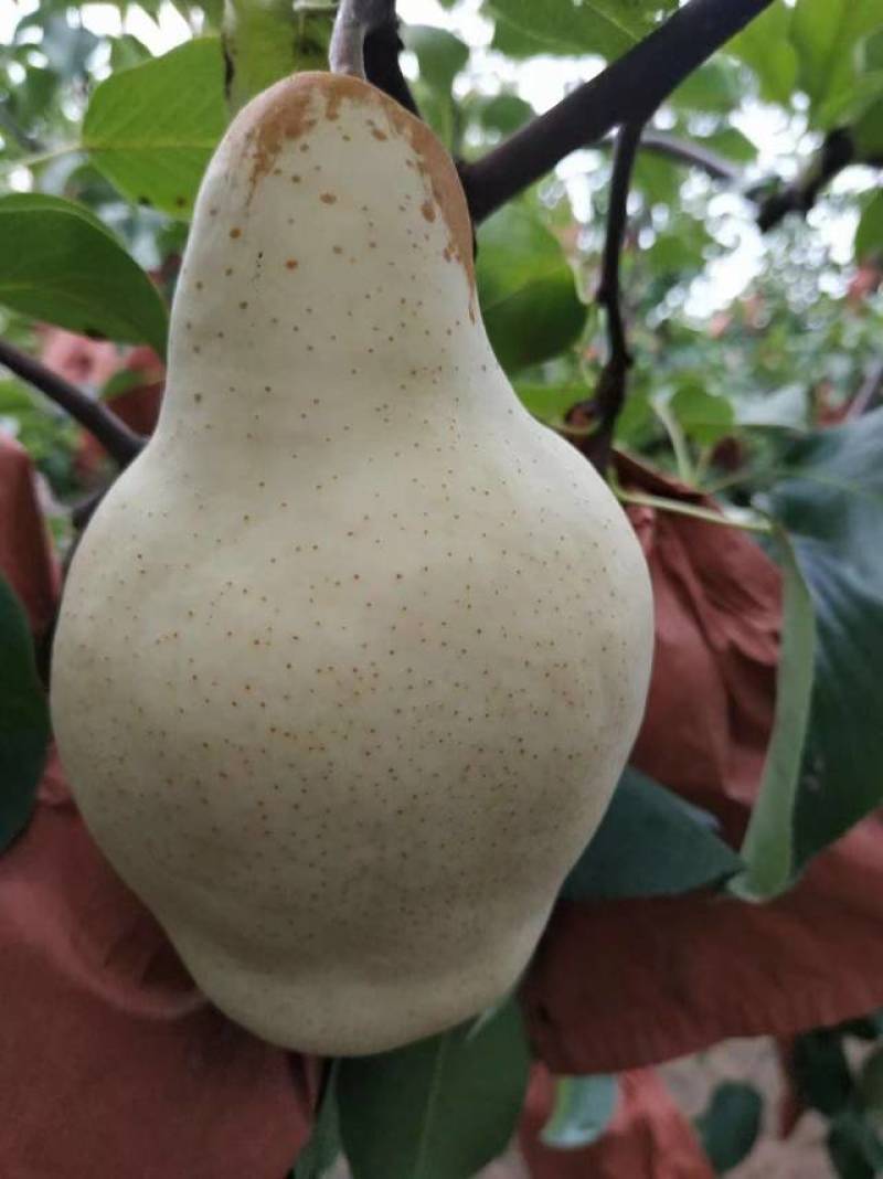 巴梨