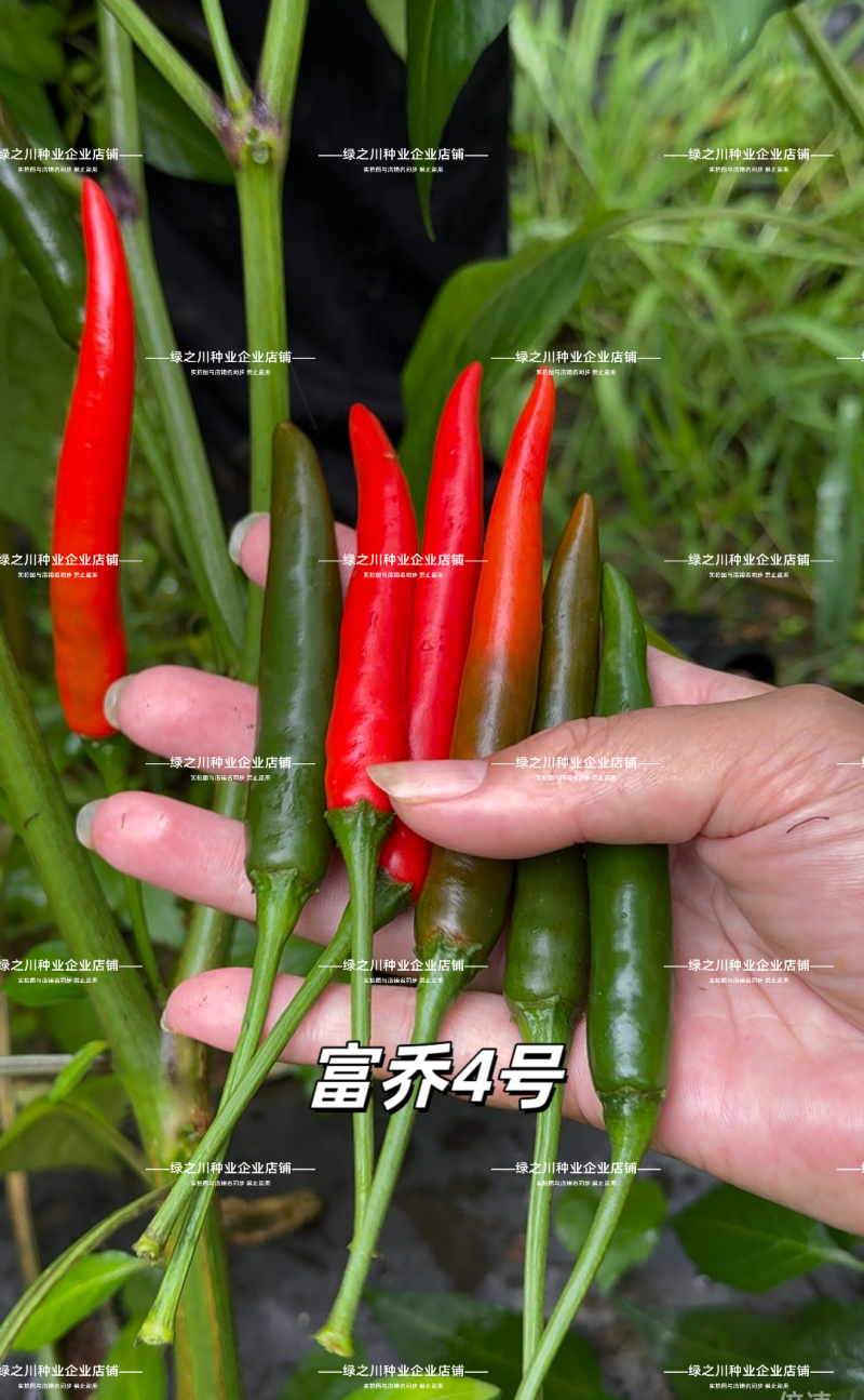 富乔4号辣椒种子大果朝天椒种子大号泰国朝天椒种籽中晚熟