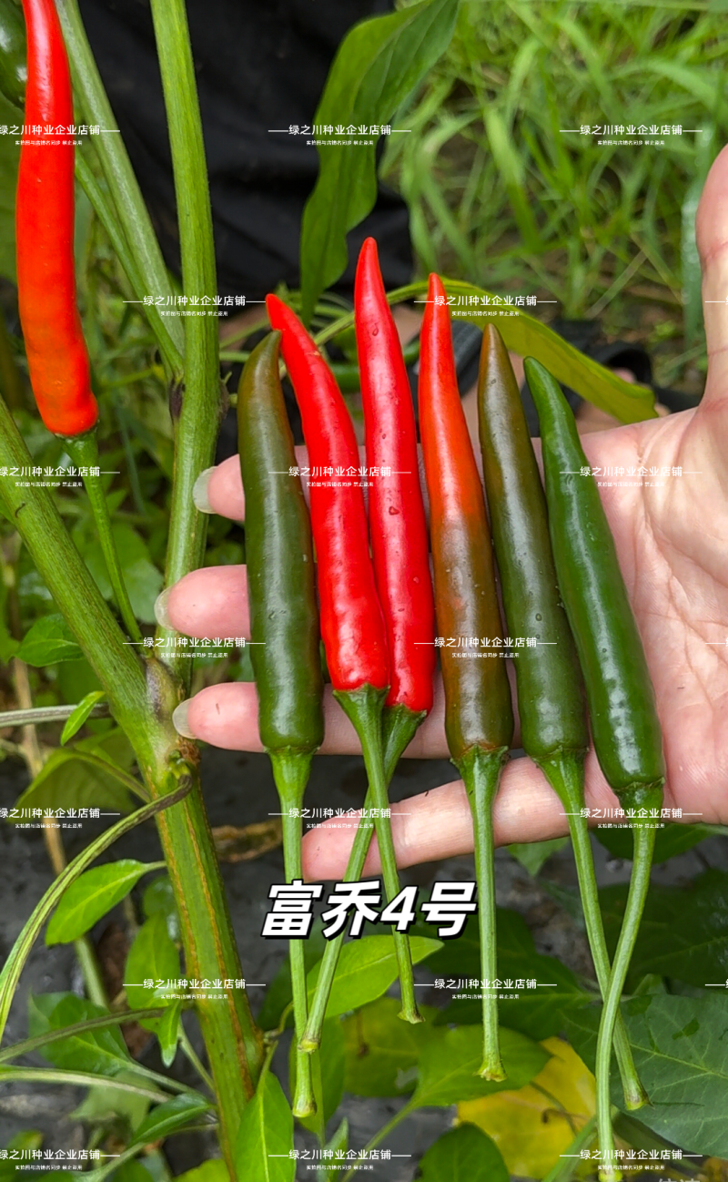富乔4号辣椒种子大果朝天椒种子大号泰国朝天椒种籽中晚熟