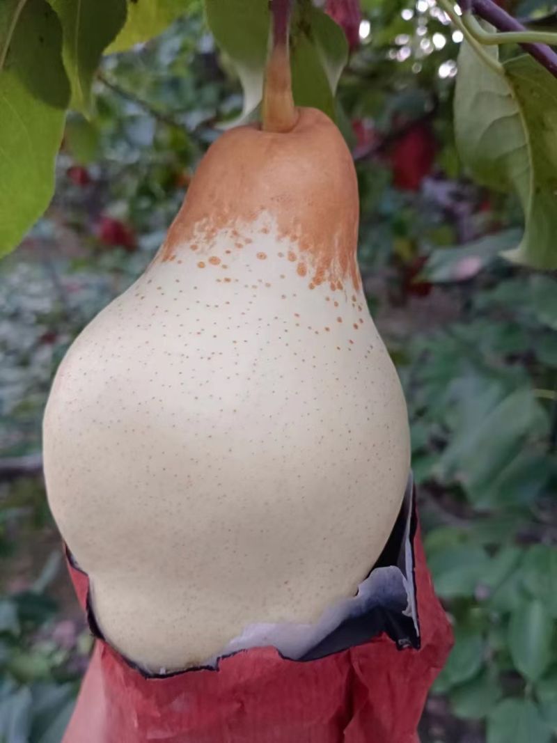 头茬五九香梨