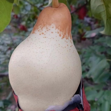 头茬五九香梨