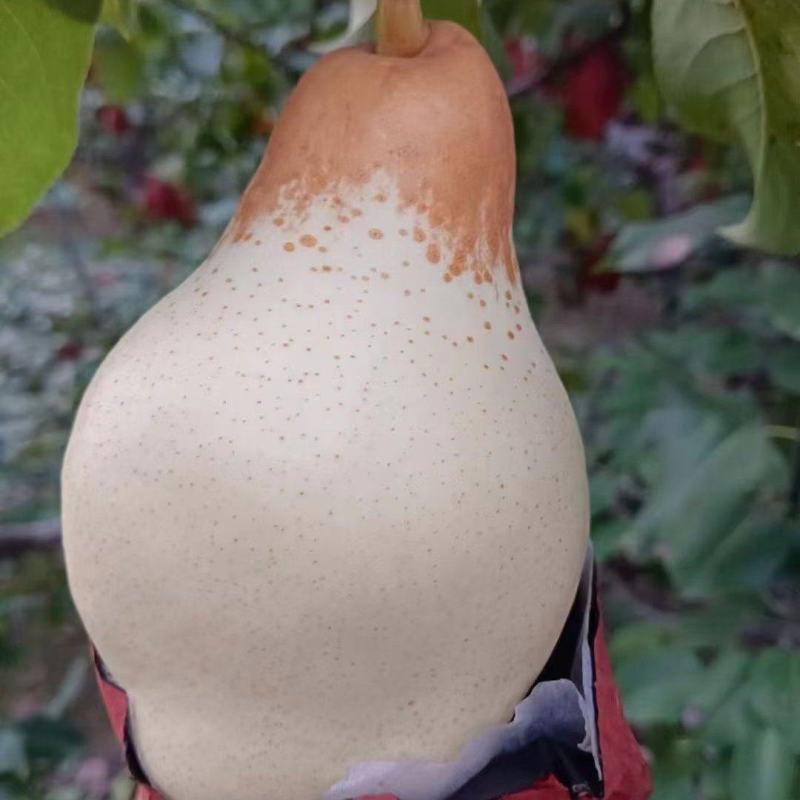 头茬五九香梨