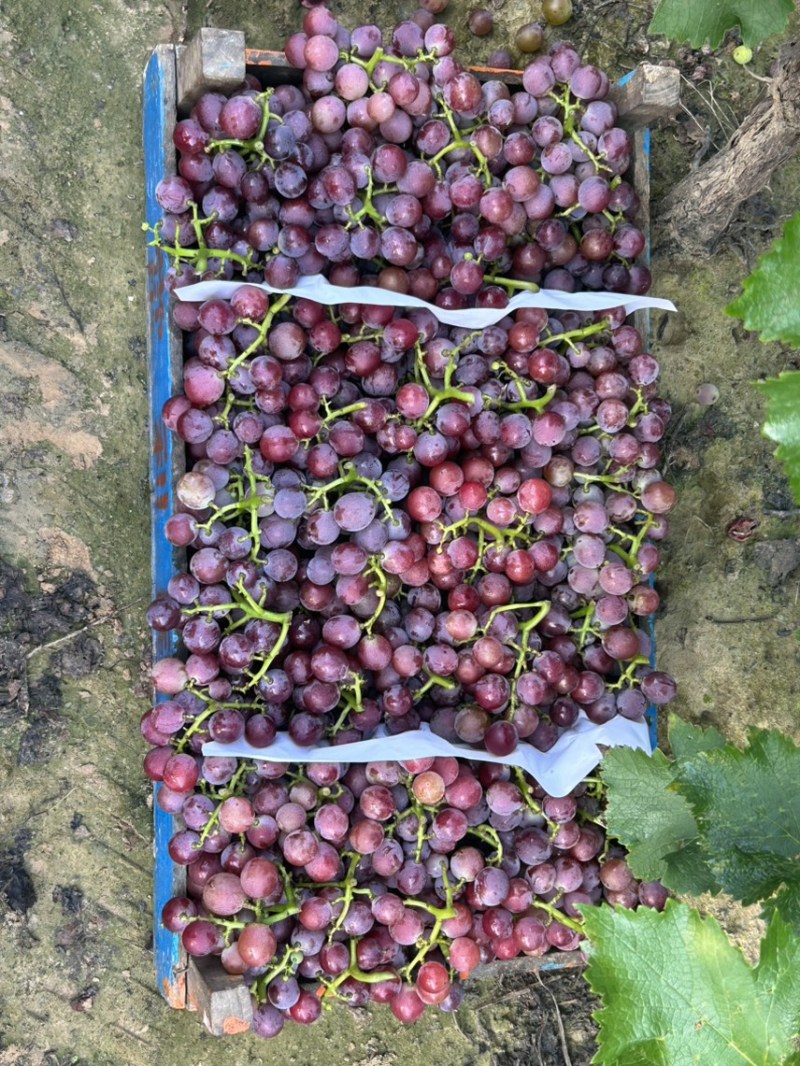 威县万亩巨峰葡萄产地，价格不高，质量很好，甜度达到，