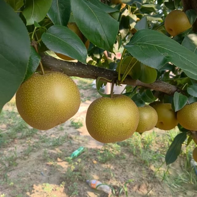 秋月梨
