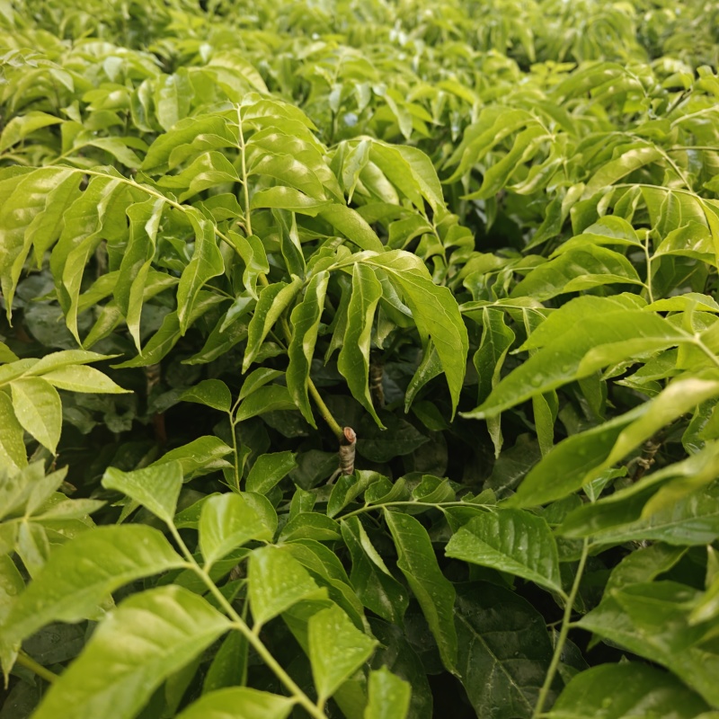 无核黄皮苗