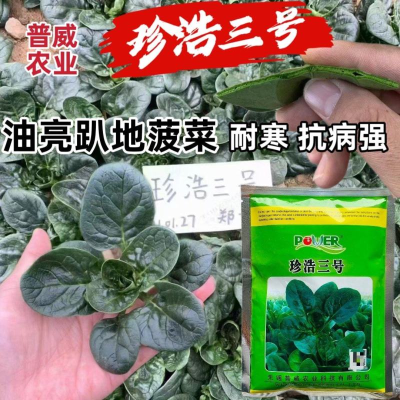 珍浩三号菠菜种子笨菠菜种子油亮趴地菠菜种子抗病小菠菜种籽