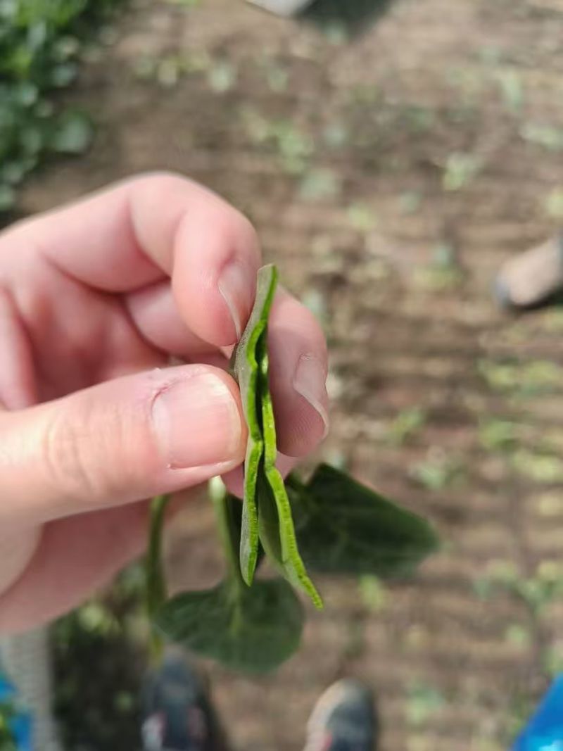 珍浩三号菠菜种子笨菠菜种子油亮趴地菠菜种子抗病小菠菜种籽